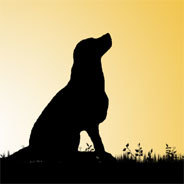 Buck wird in Alaska gnadenlos ausgebeutet/