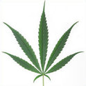 Cannabis per Mausklick!