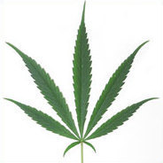 Cannabis per Mausklick!