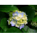 laut.fm jurischdavid 