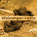 laut.fm lifelounger-radio 