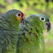 Ein grüner Vogel bittet Herrn Hasenkleber um Hilfe