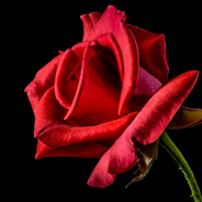 The Rose Garden-Logo