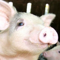 Schweinemädchen Gloria möchte sich ausgerechnet beim Metzger ihren Traum erfüllen