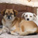 Schlafende Hunde - Berühmte Menschen und ihre Haustiere Teil 2/12