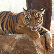Der fast ausgestorbene Kaspische Tiger (Panthera tigris virgata)