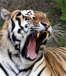 Ein verletzter Soldat wird von einer Tigerin und ihrem Jungen aufgepeppelt