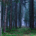 Waldsterben durch Waldbrände mit resistenteren Bäumen retten