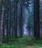 Waldsterben durch Waldbrände mit resistenteren Bäumen retten