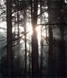 Vor 18 Jahren: Der unaufgeklärte Doppelmord im Wald.