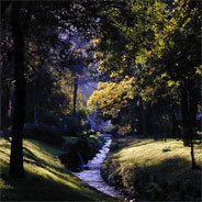 Leyla, Jonte und Clara landen in einen Zauberwald